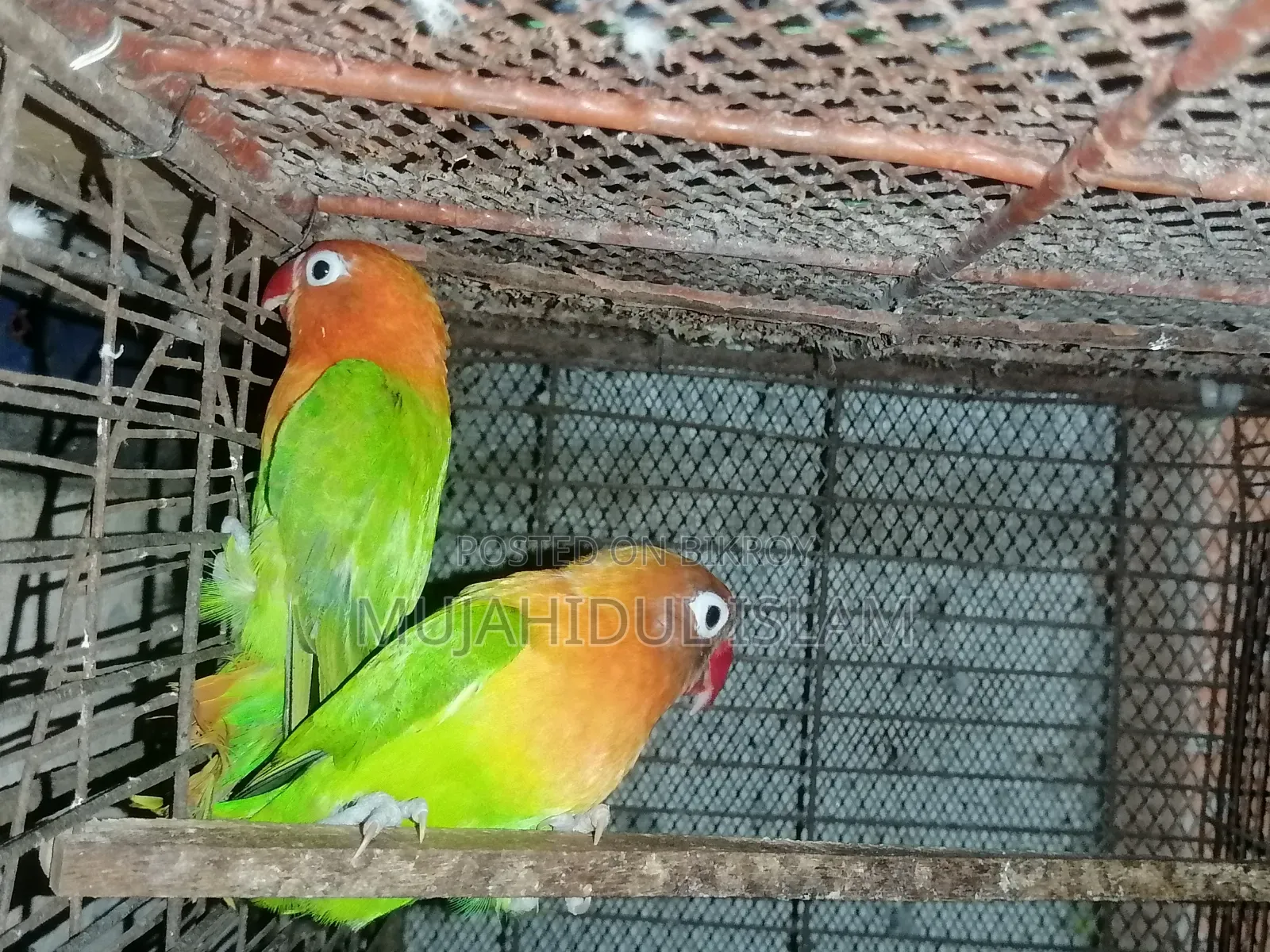 Lovebird (Green Fischer)