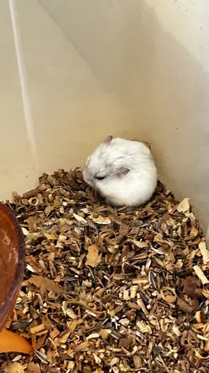 Winter White Hamster