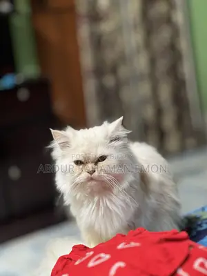 6-12 months Female Purebred Persian