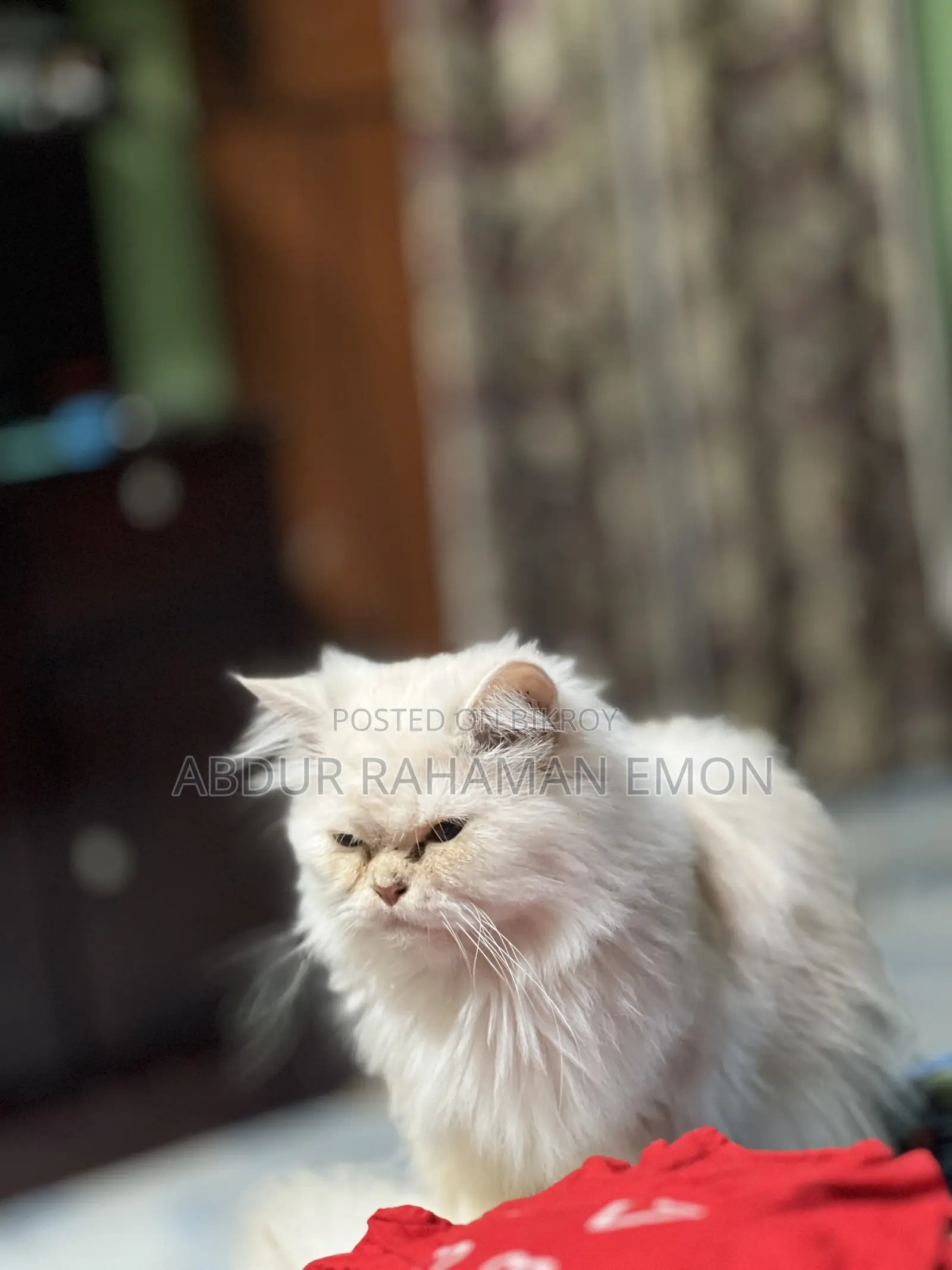 6-12 months Female Purebred Persian