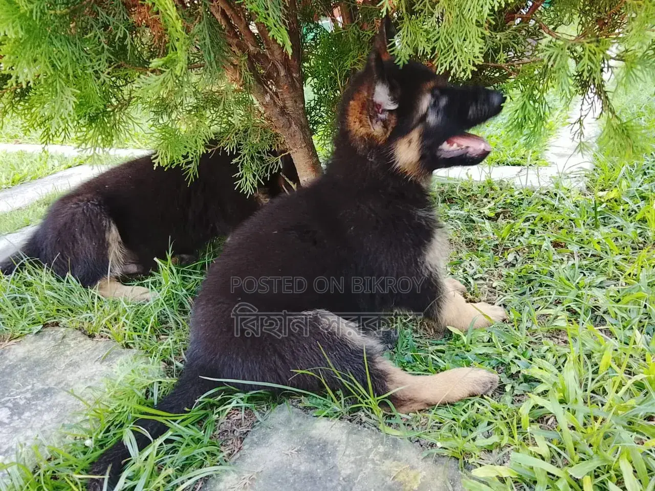 1-3 months Female Purebred German Shepherd