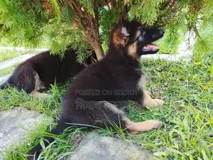 1-3 months Female Purebred German Shepherd