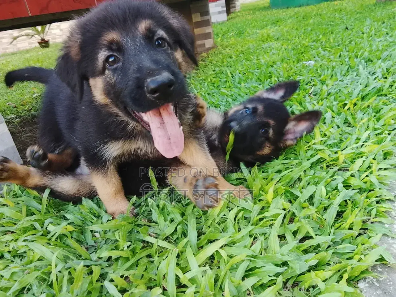 1-3 months Female Purebred German Shepherd
