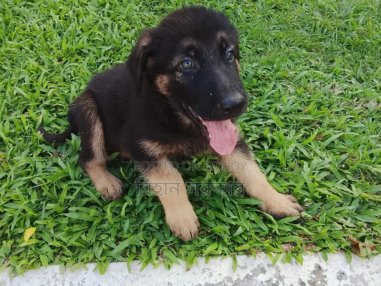 1-3 months Female Purebred German Shepherd