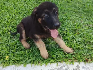 1-3 months Female Purebred German Shepherd