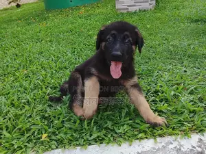 1-3 months Female Purebred German Shepherd