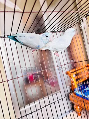 Forpus Birds