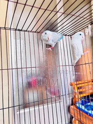 Forpus Birds