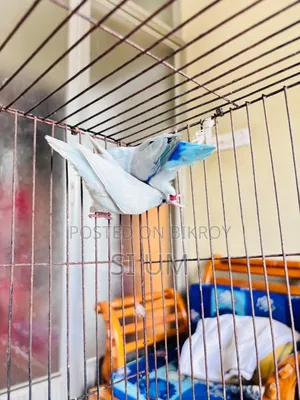 Forpus Birds