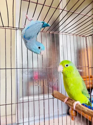 Forpus Birds