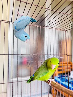Forpus Birds