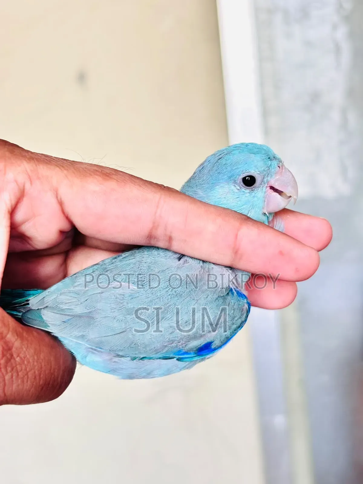Forpus Birds