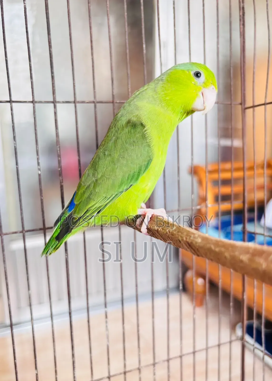Forpus Birds