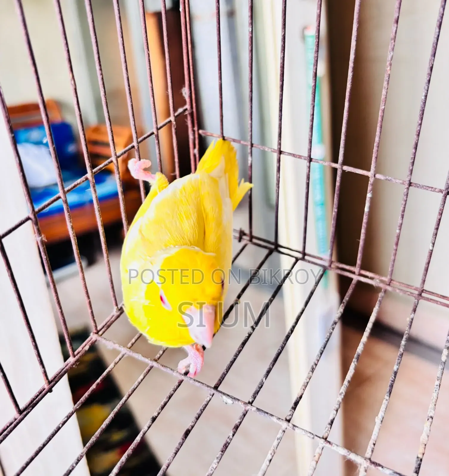 Forpus Birds