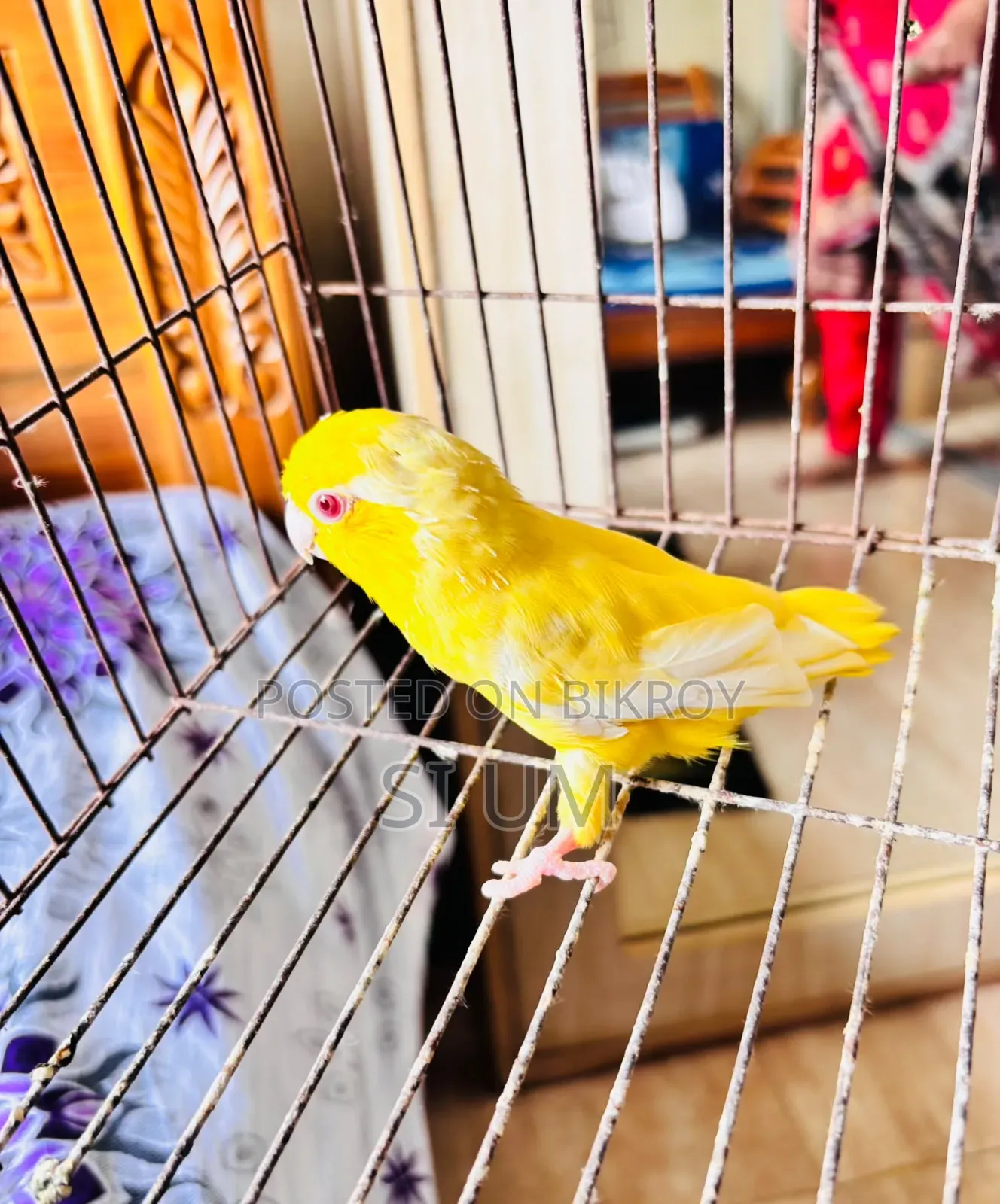 Forpus Birds