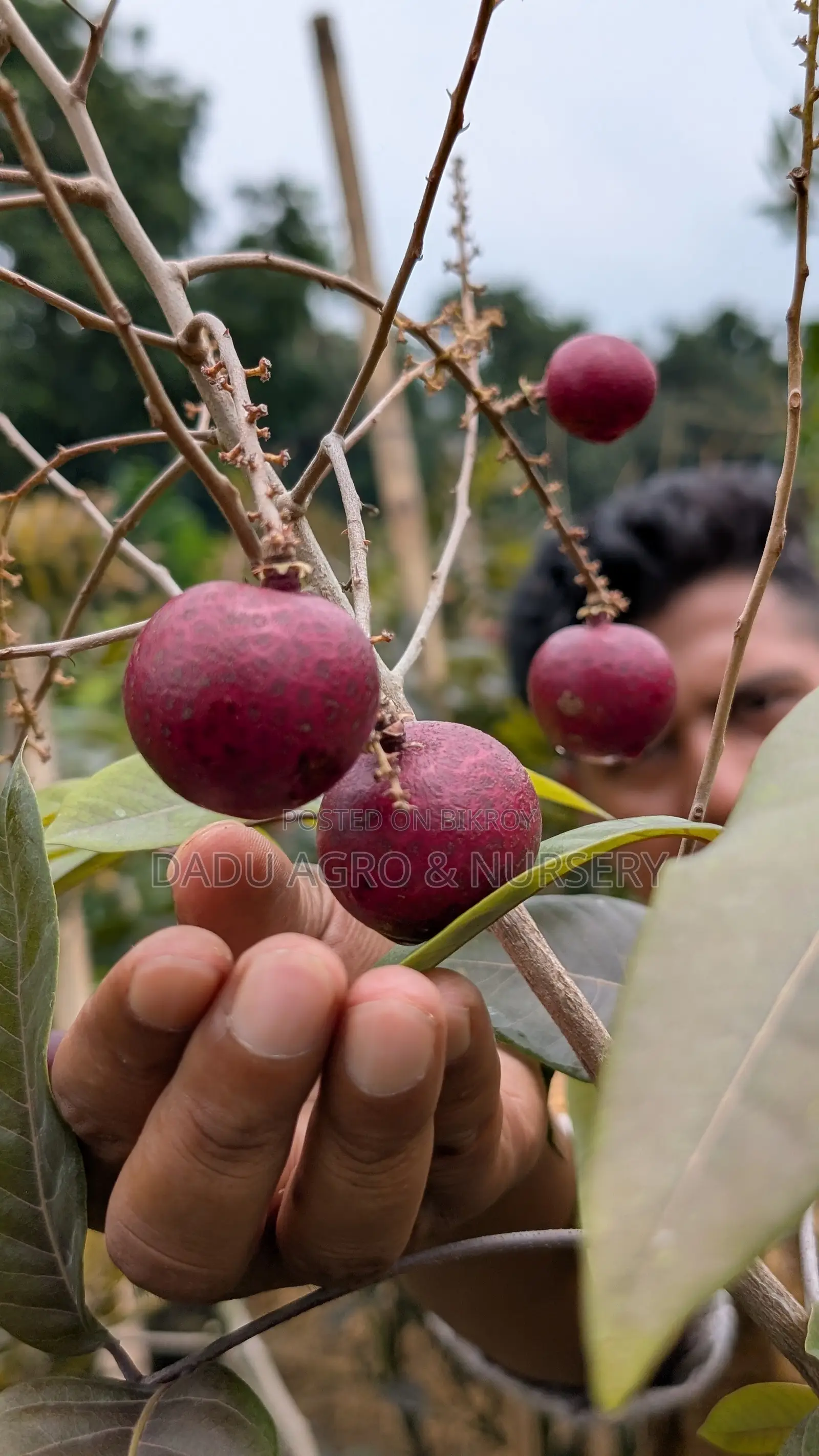 পিংপং লংগান গাছের চারা পাওয়া যাচ্ছে