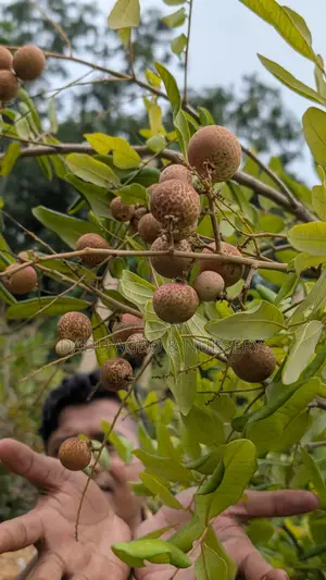 পিংপং লংগান গাছের চারা পাওয়া যাচ্ছে
