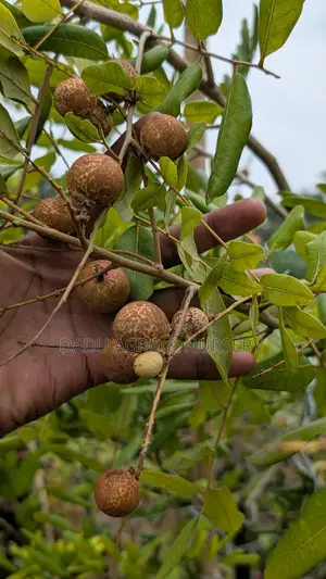 পিংপং লংগান গাছের চারা পাওয়া যাচ্ছে