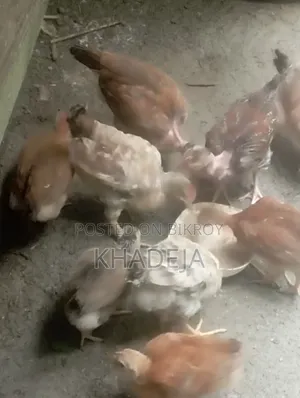 মুরগির বাচ্চা বিক্রি