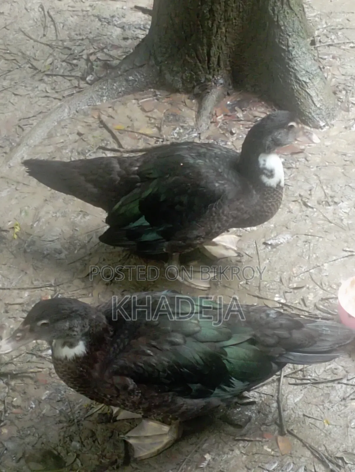 Muscovy Ducklings for Sale