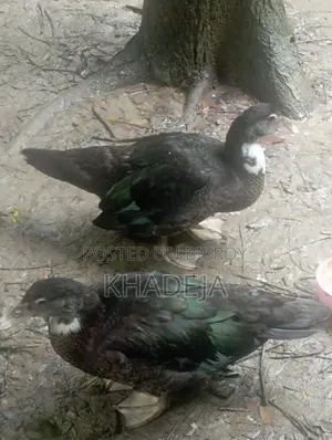 চাইনিজ হাঁসের বাচ্চা বিক্রি