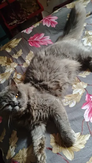 1+ year Male Purebred Persian