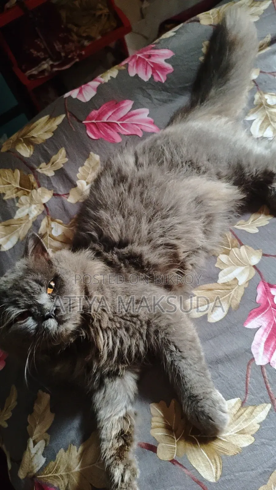 1+ year Male Purebred Persian