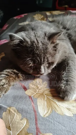 1+ year Male Purebred Persian