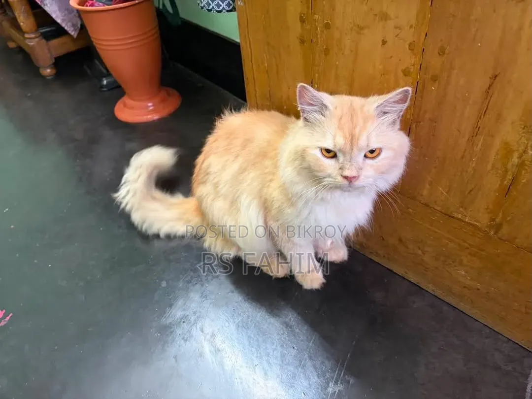 6-12 months Male Purebred Persian