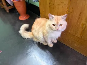 6-12 months Male Purebred Persian