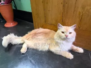 6-12 months Male Purebred Persian