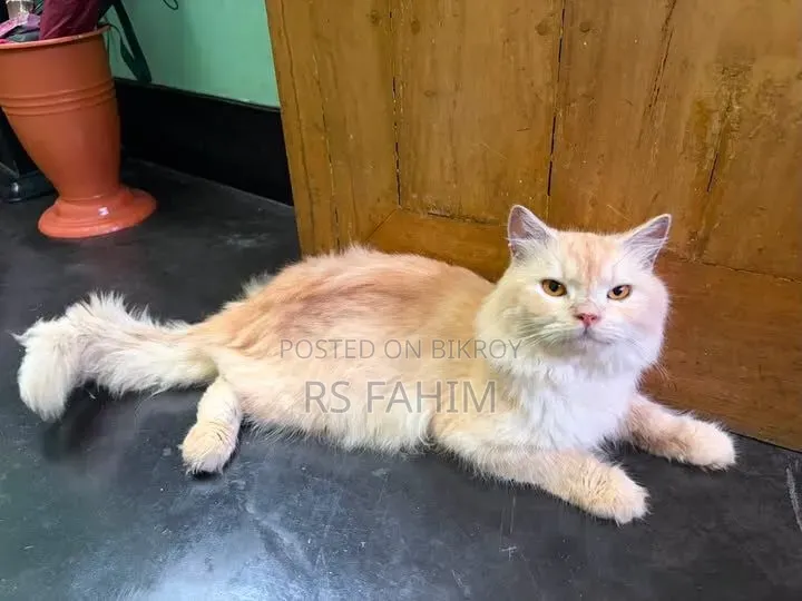6-12 months Male Purebred Persian