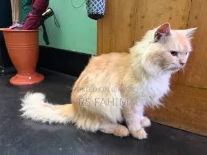 6-12 months Male Purebred Persian