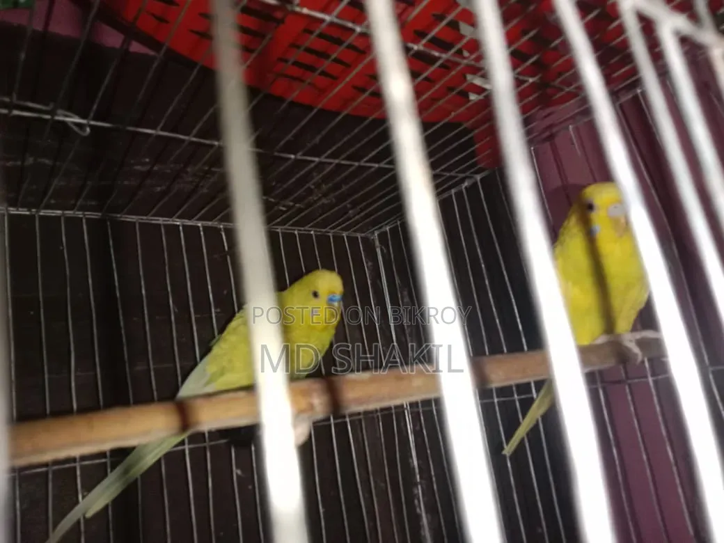 Badgreger Bird