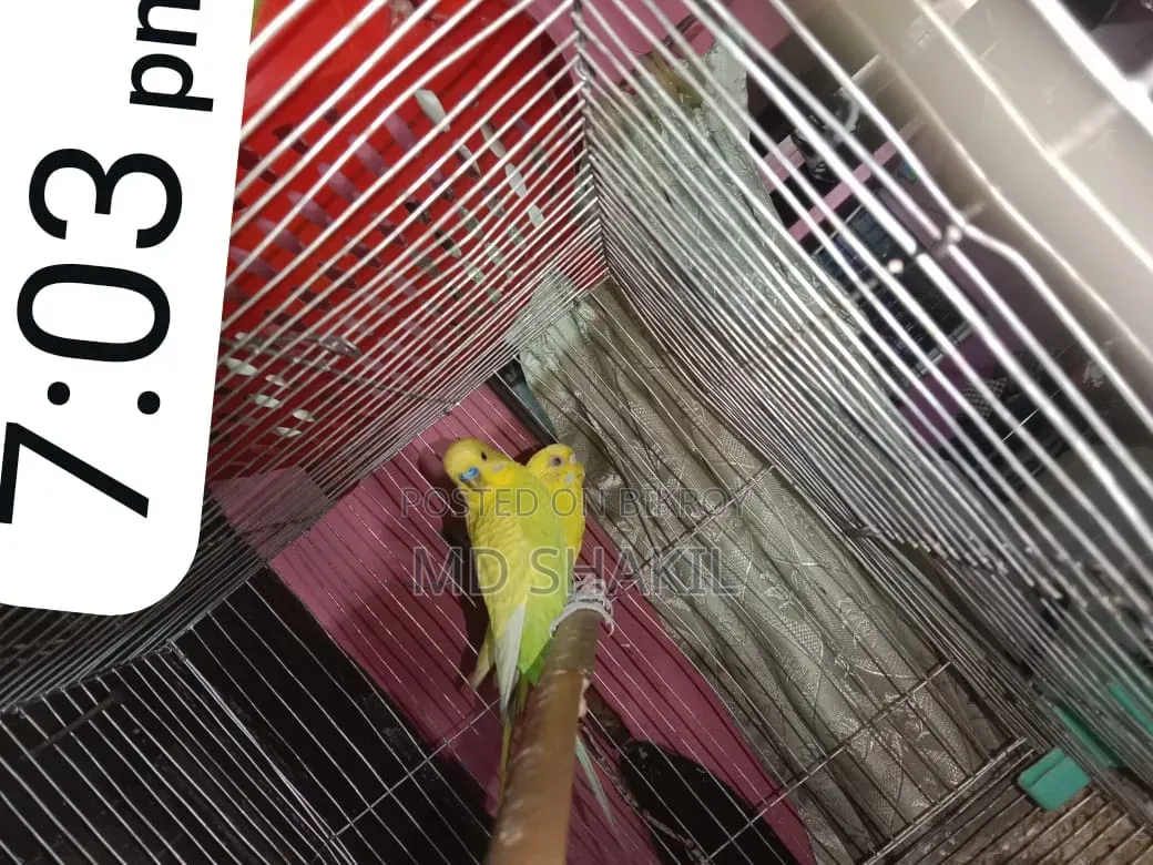 Badgreger Bird