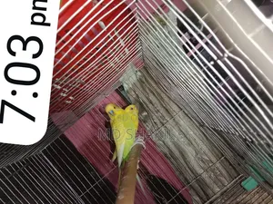 Badgreger Bird