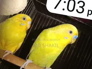 Badgreger Bird