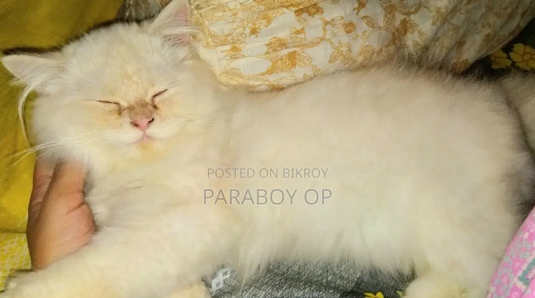 6-12 months Female Purebred Persian