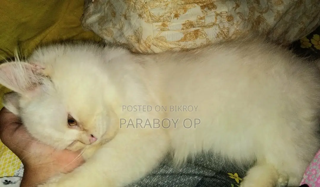 6-12 months Female Purebred Persian