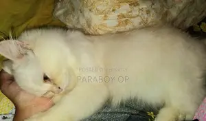 6-12 months Female Purebred Persian