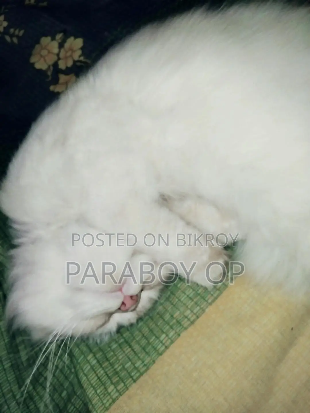 6-12 months Female Purebred Persian