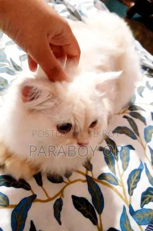 6-12 months Female Purebred Persian