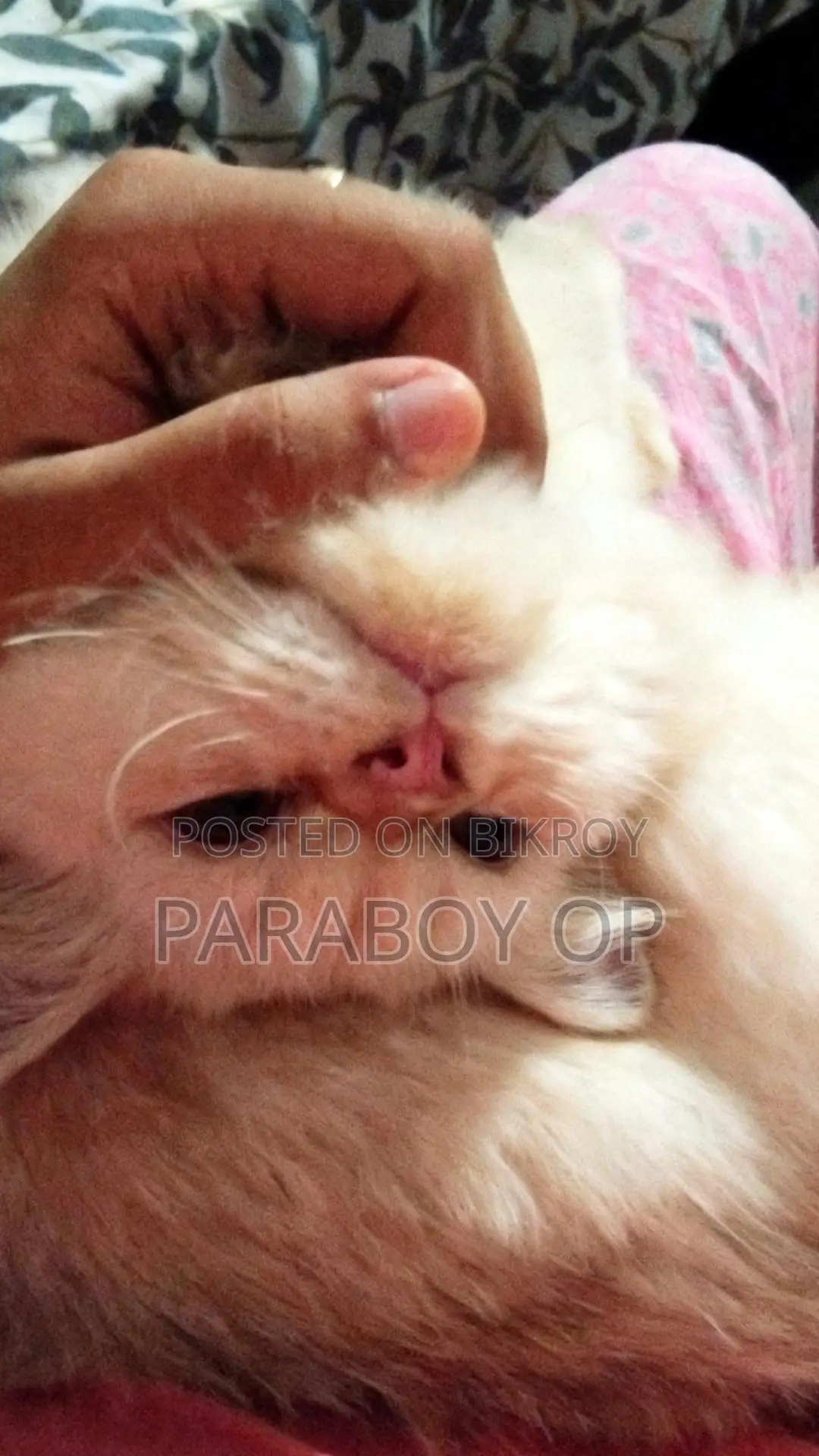6-12 months Female Purebred Persian