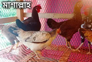 ০৮ টি দেশী মুরগী