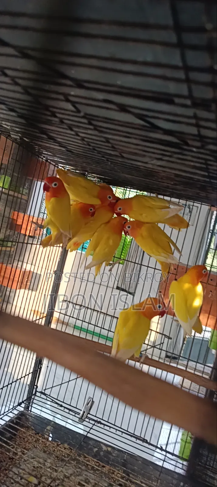 Yellow Fischer Love Birds