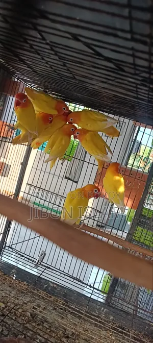 Yellow Fischer Love Birds