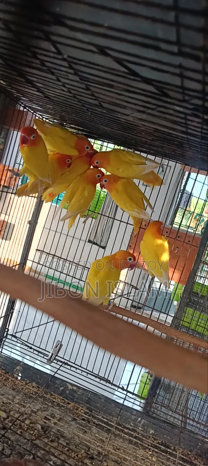 Yellow Fischer Love Birds
