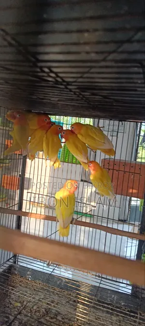 Yellow Fischer Love Birds