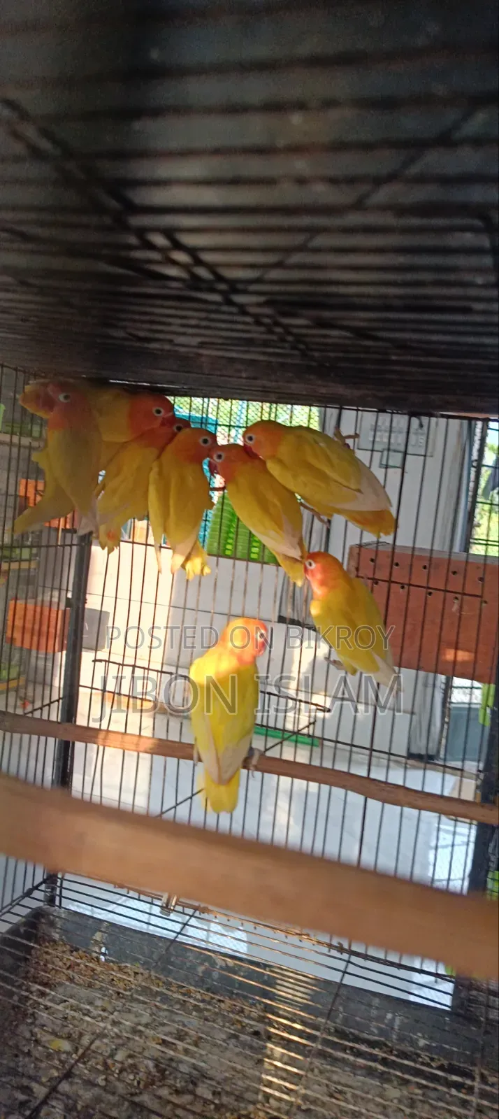 Yellow Fischer Love Birds