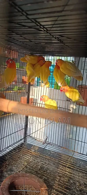 Yellow Fischer Love Birds